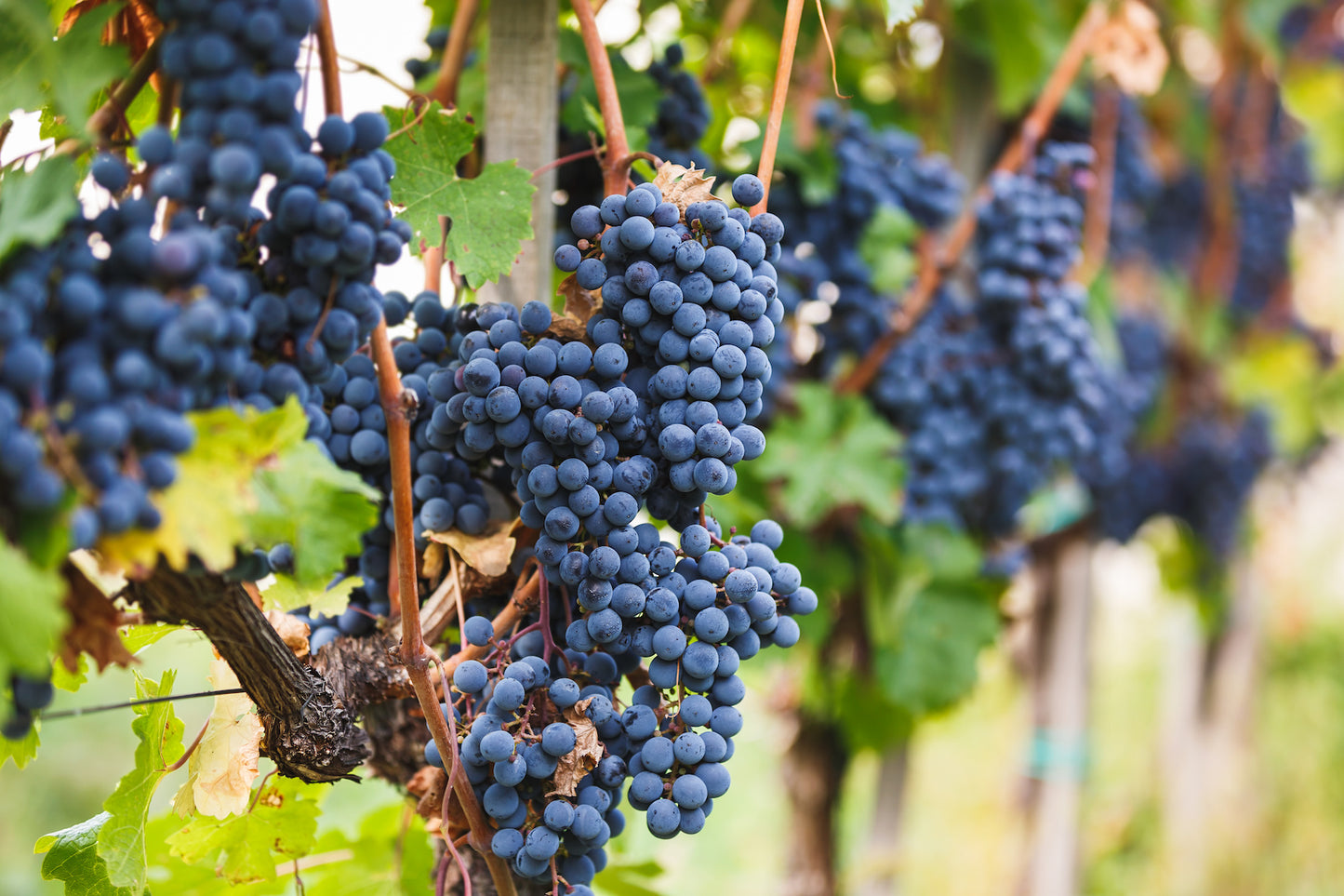 Know Your Grapes: Cabernet Franc