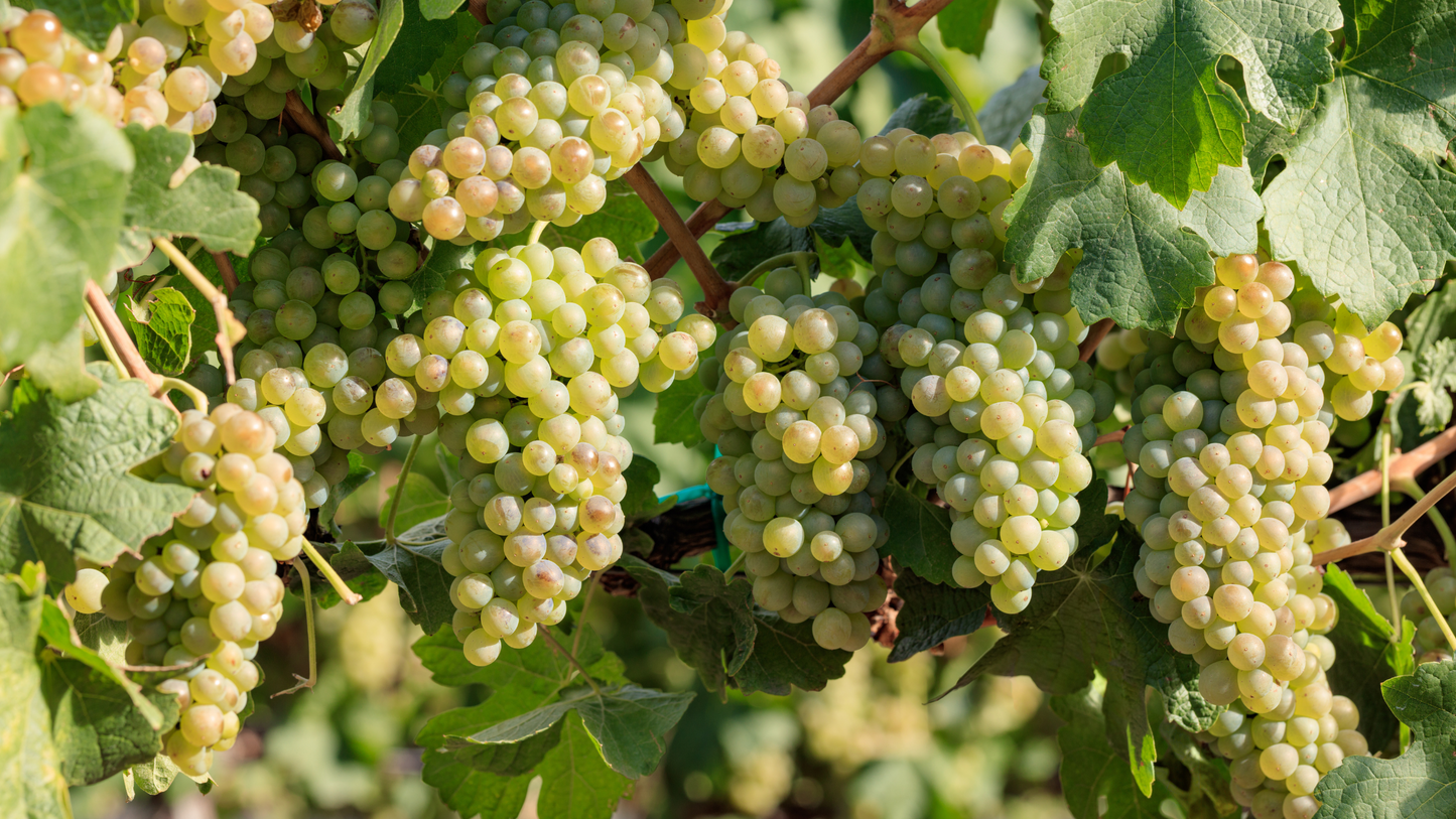 Know Your Grapes: Chenin Blanc