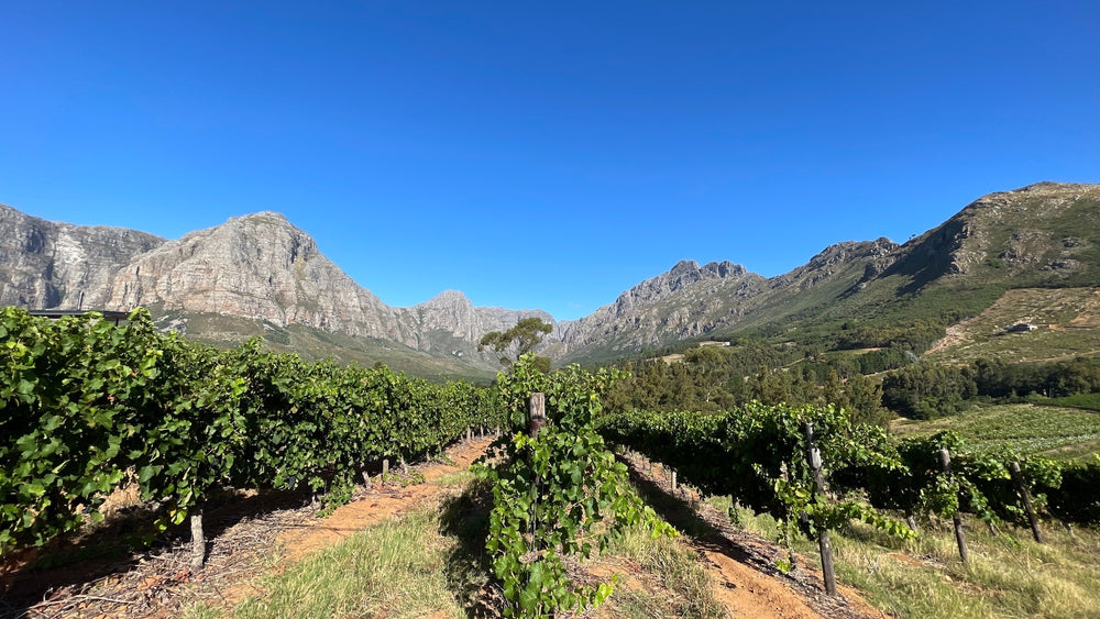 Understanding South African Wines: A Journey Through Terroir, History, and Taste