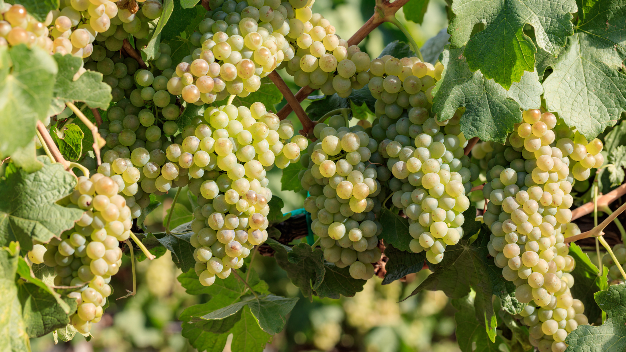 Know Your Grapes: Chenin Blanc