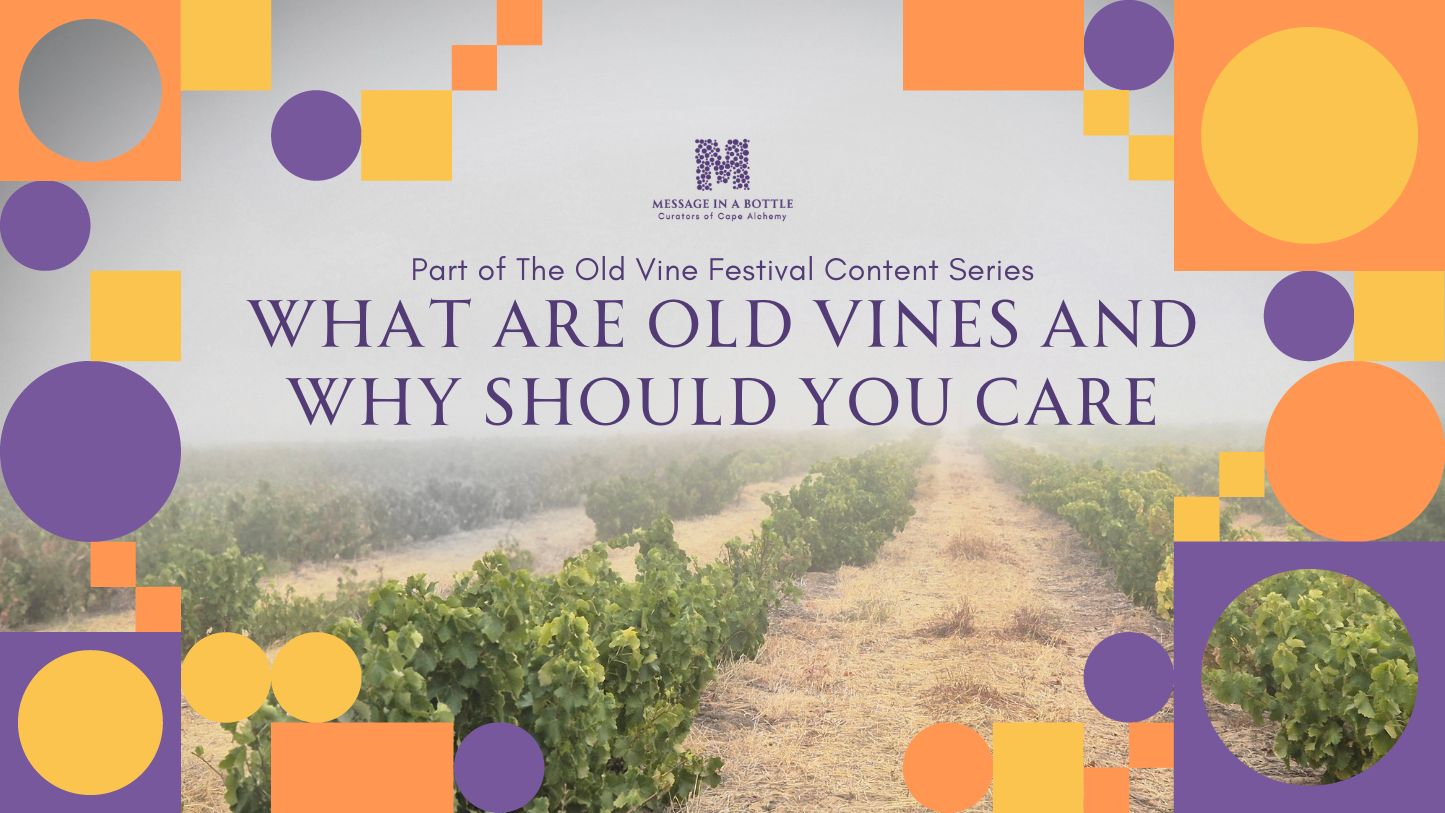 Before You Drink That Wine, Ask How Old the Vine Is