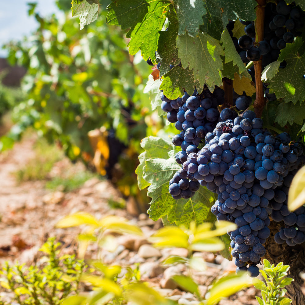 Know Your Grape: Tempranillo