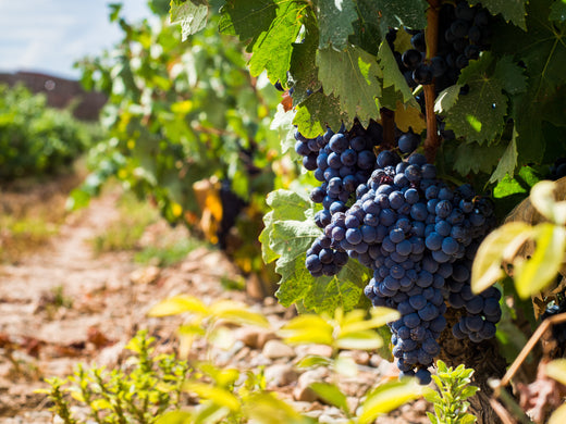 Know Your Grape: Tempranillo