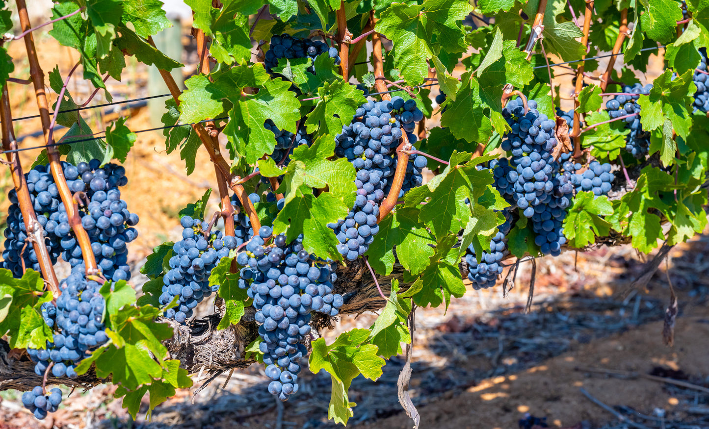 What to know about South Africa’s red varietal: The Pinotage